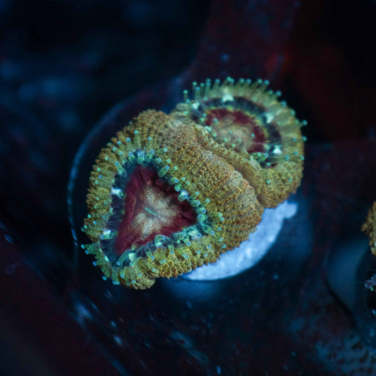 GS Gold Rush Acan