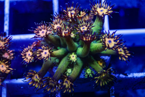 UC Grandmaster Goniopora (Tank Grown)