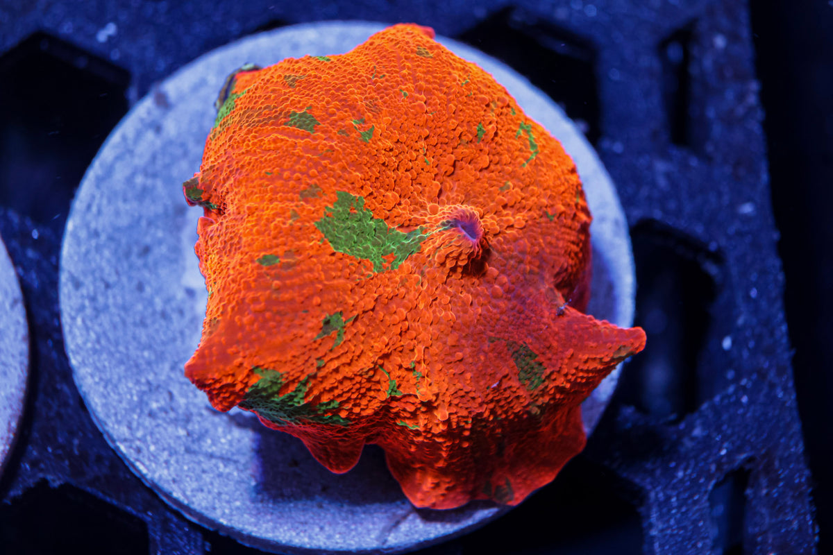 Candy Crush Mushroom Coral – WYSIWYG #1