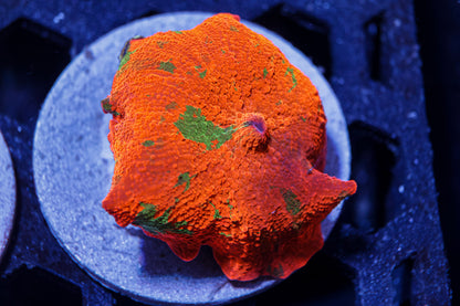Candy Crush Mushroom Coral – WYSIWYG #1