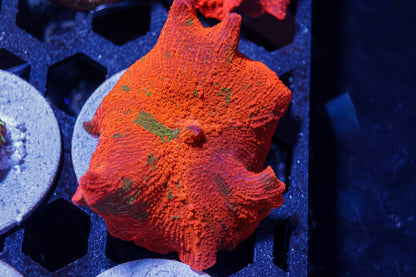 Candy Crush Mushroom Coral – WYSIWYG #1