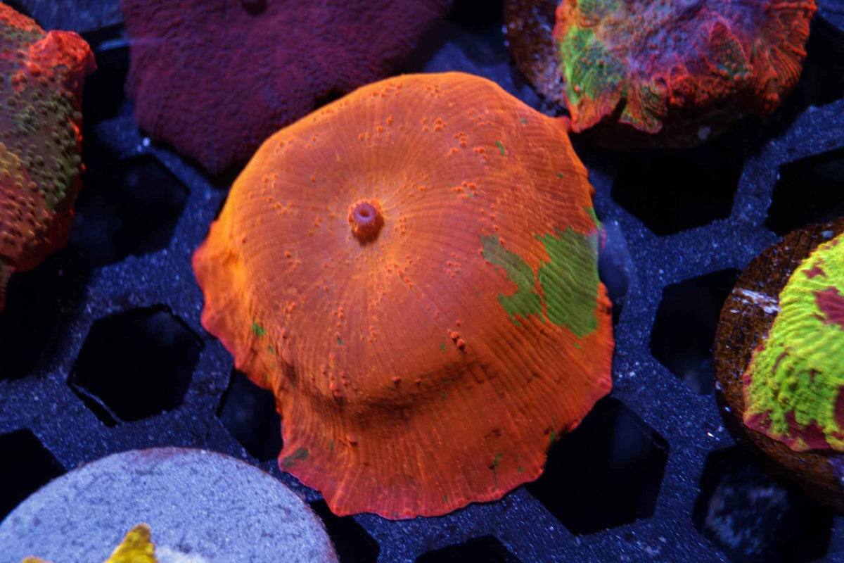 Candy Crush Mushroom Coral – WYSIWYG #2