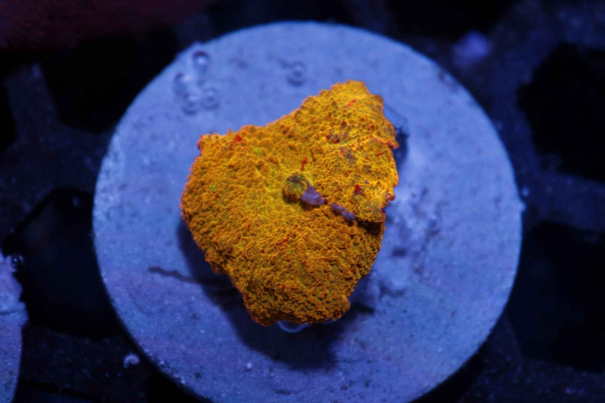 Poletti Jawbreaker Mushroom Coral – WYSIWYG (3 Colors)