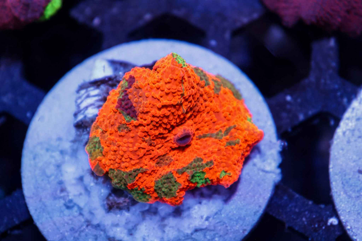 Purple Monster Jawbreaker Mushroom Coral – WYSIWYG