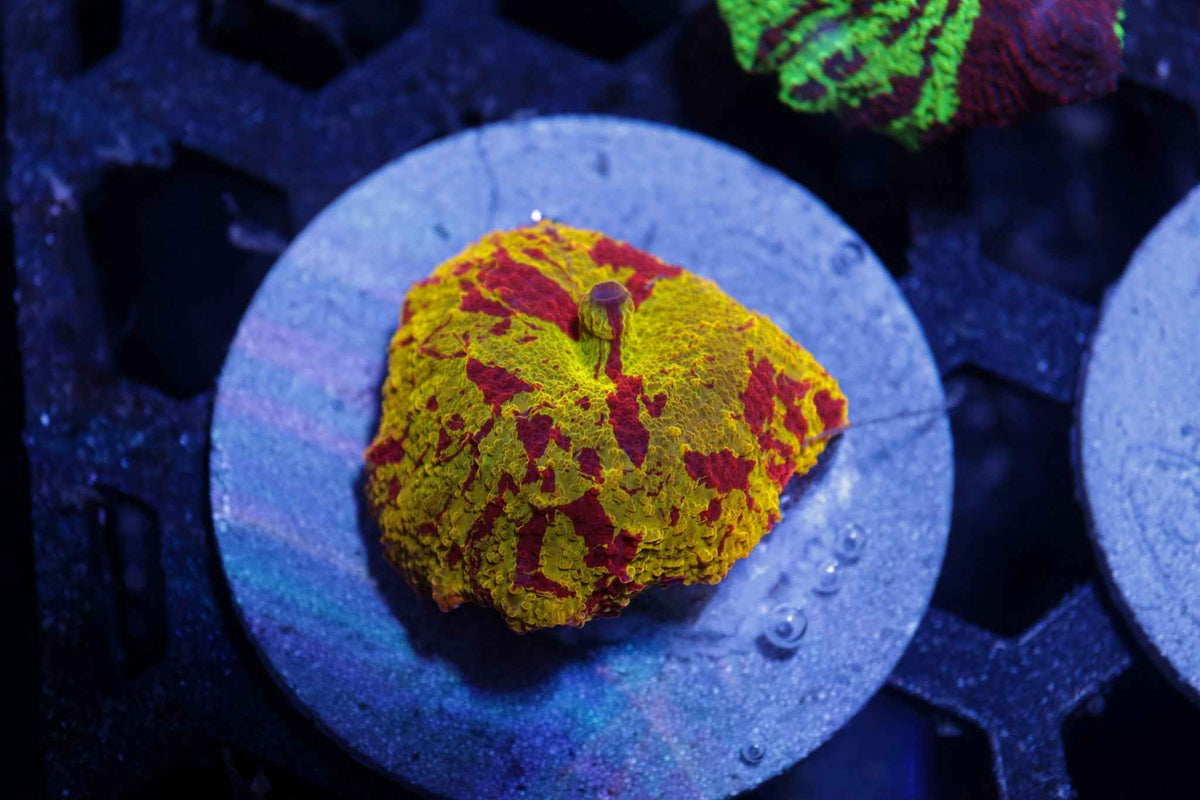 Electus Mushroom Coral – WYSIWYG #2