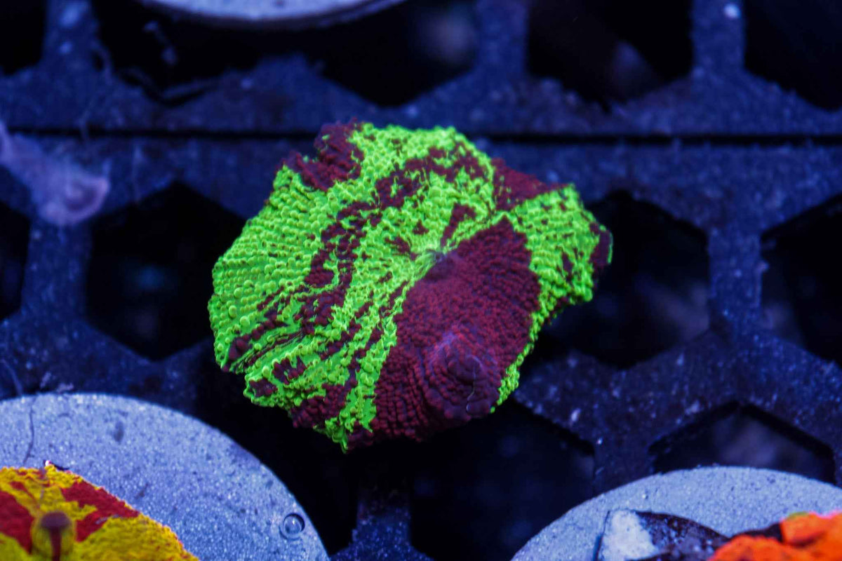 Rainbow Electus Mushroom Coral – WYSIWYG #1