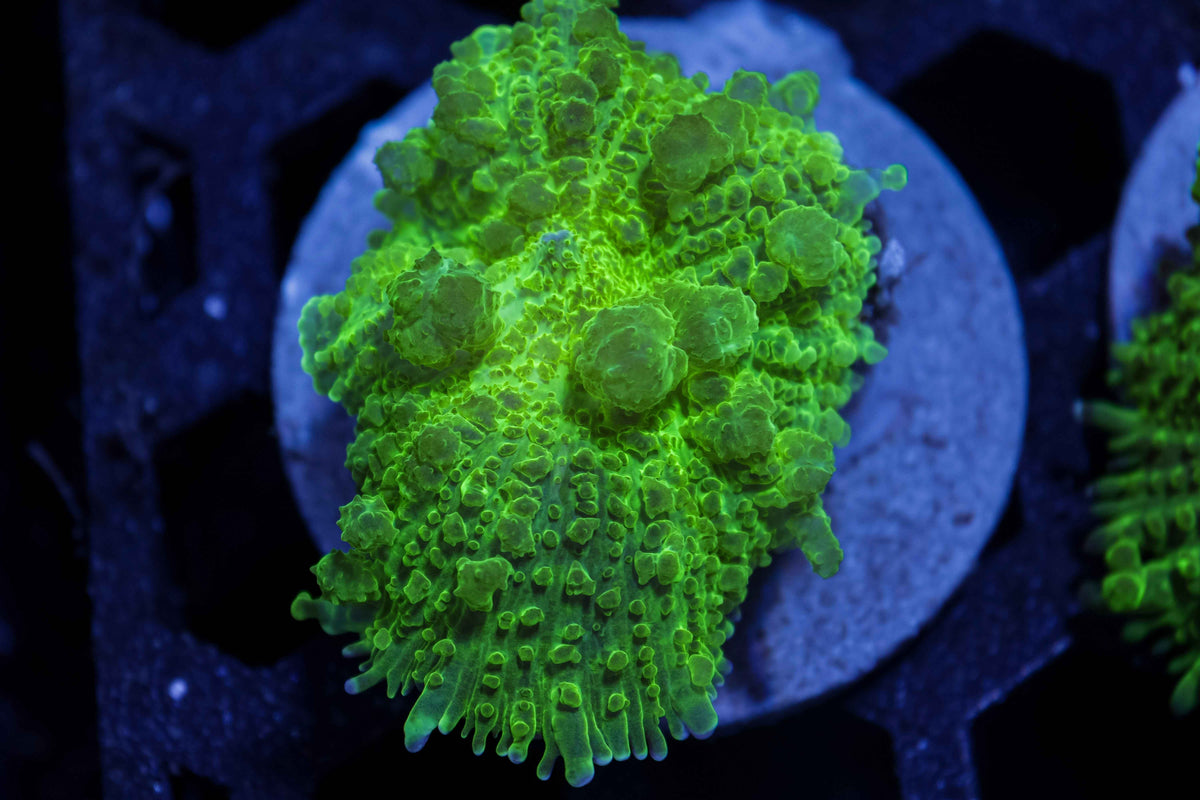 CEA Emerald Bounce Mushroom Coral – WYSIWYG #2