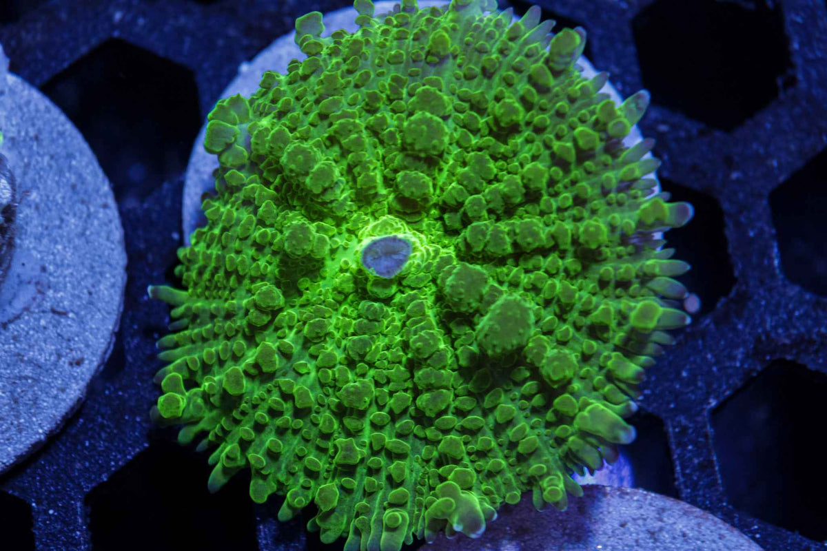 CEA Emerald Bounce Mushroom Coral – WYSIWYG #1