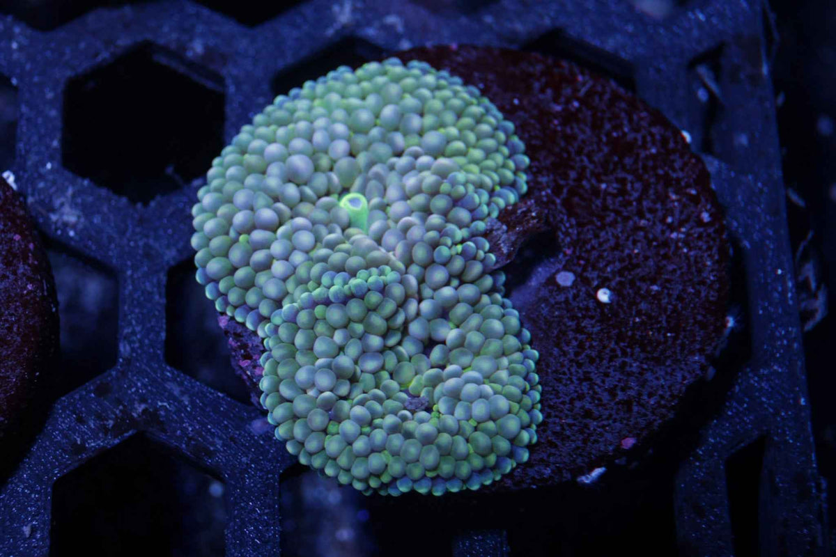 Florida Ricordea Mushroom Coral – WYSIWYG