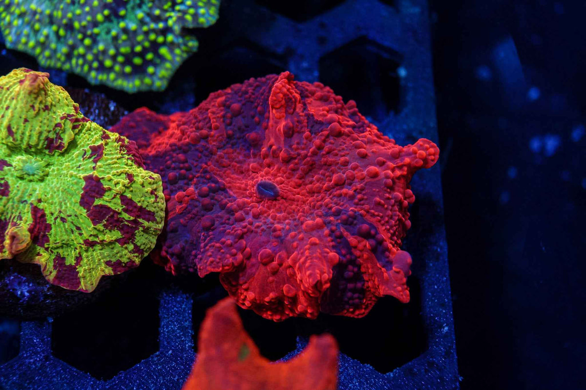Deadpool Mushroom Coral – WYSIWYG