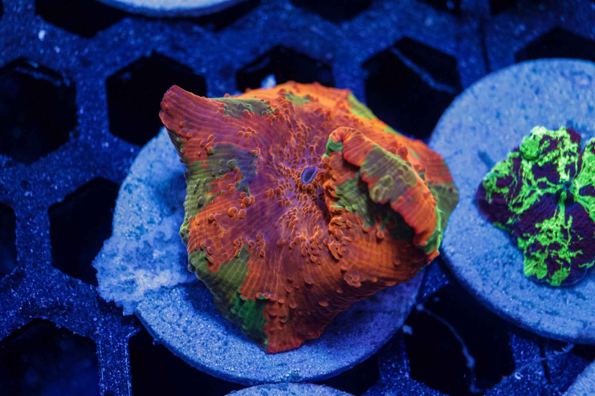 Candy Crush Mushroom Coral – WYSIWYG #3