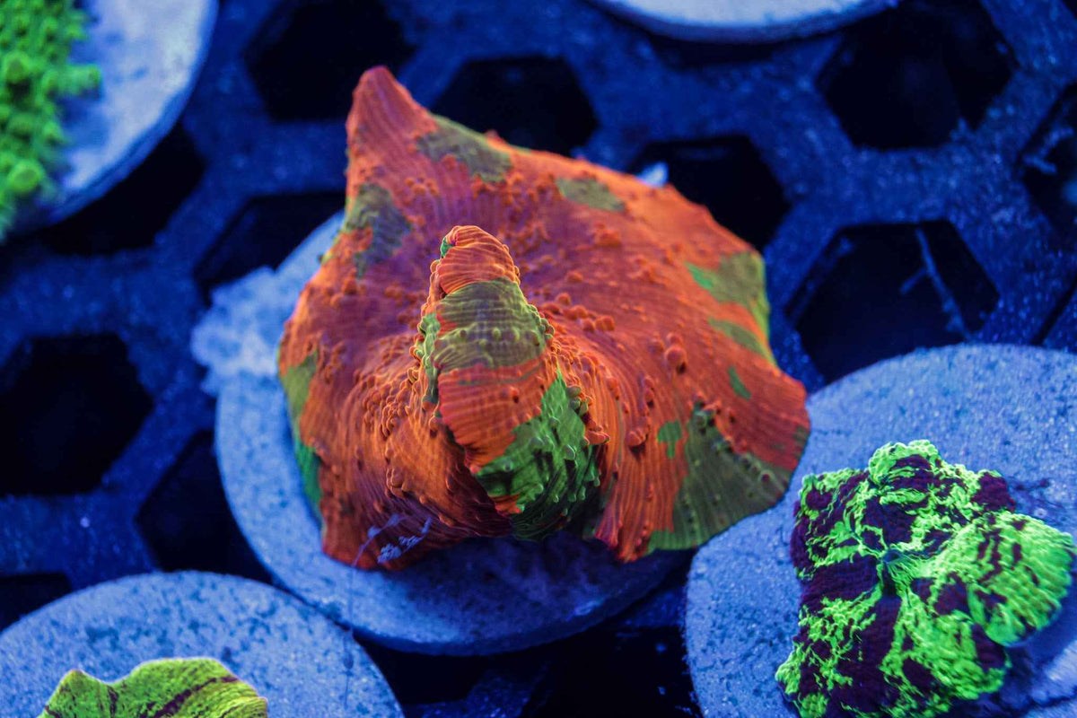 Candy Crush Mushroom Coral – WYSIWYG #3