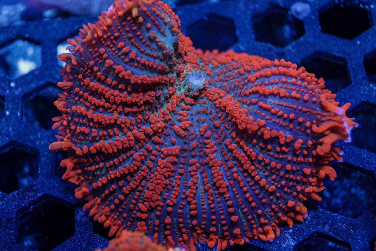 XL Rhodactis Mushroom Coral – WYSIWYG #2
