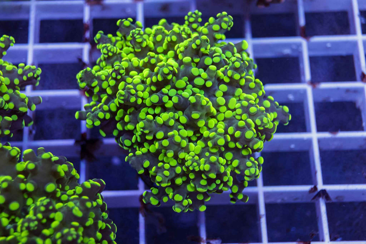 Octospawn Coral - Almost WYSIWYG
