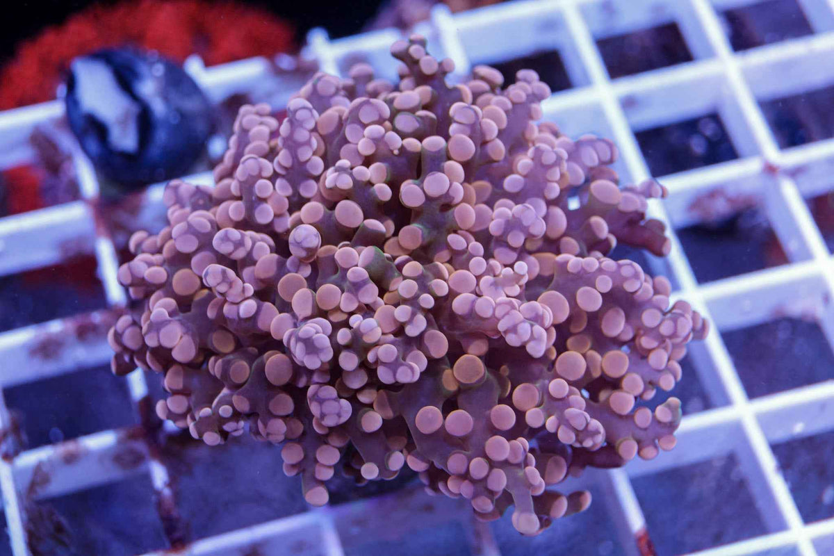 Octospawn Coral - Almost WYSIWYG