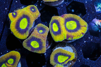 Dragon Soul Favia Coral – Almost WYSIWYG
