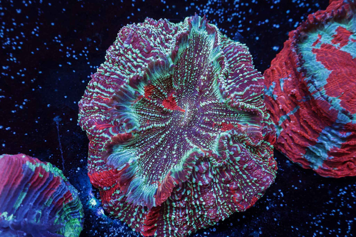 Ultra Acanthophyllia Coral – WYSIWYG