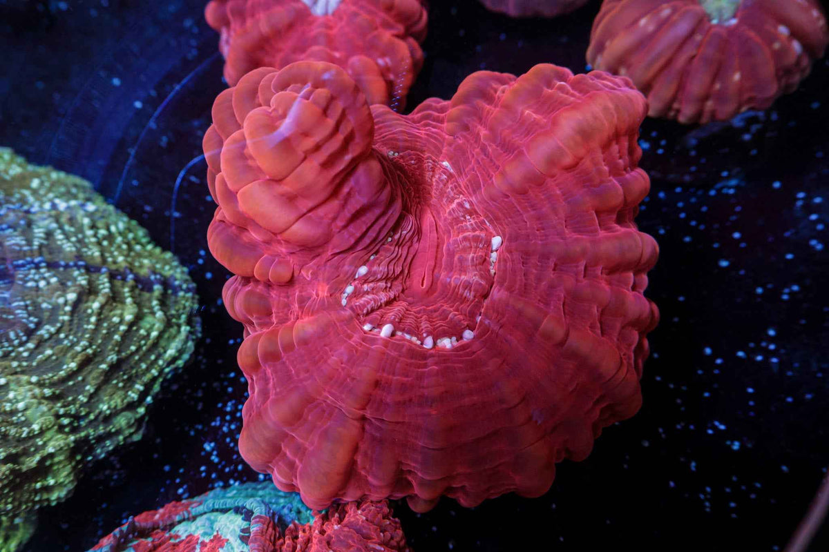 Red Cynarina Coral – WYSIWYG
