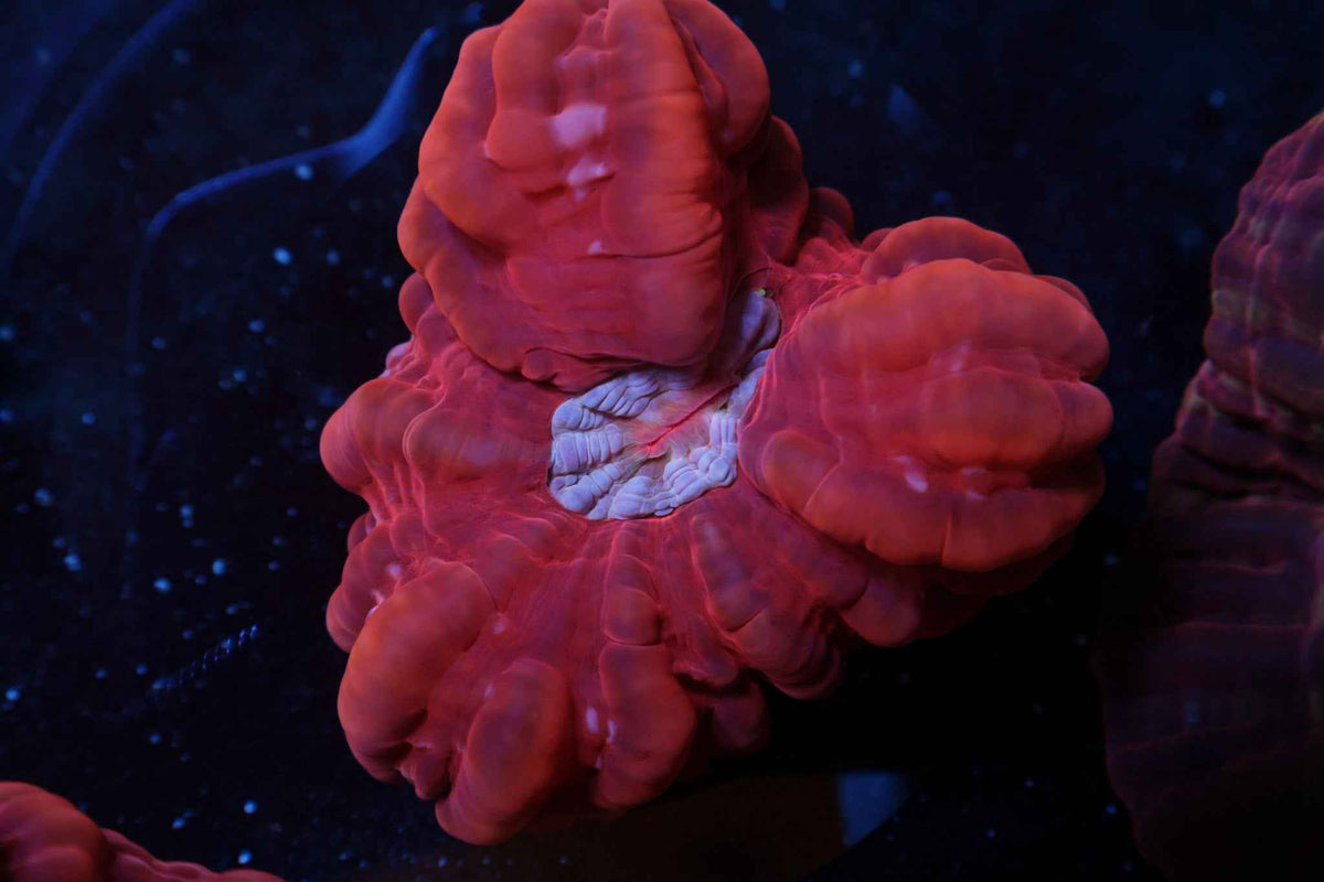 Red & White Cynarina Coral – WYSIWYG