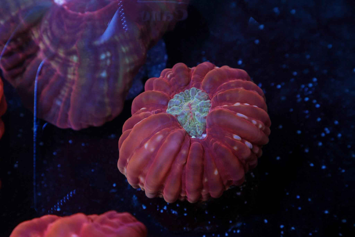 Red & Gold Cynarina Coral – WYSIWYG