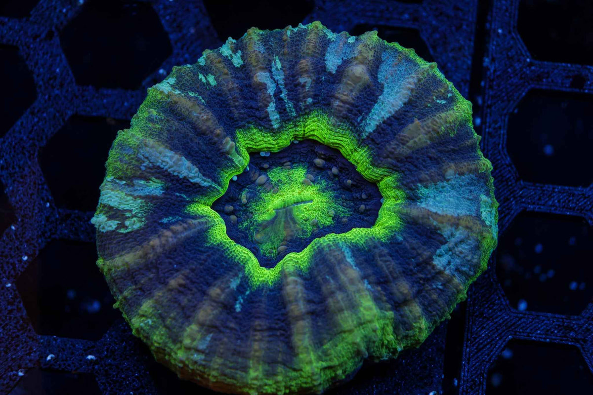 UFO Scolymia Coral – WYSIWYG