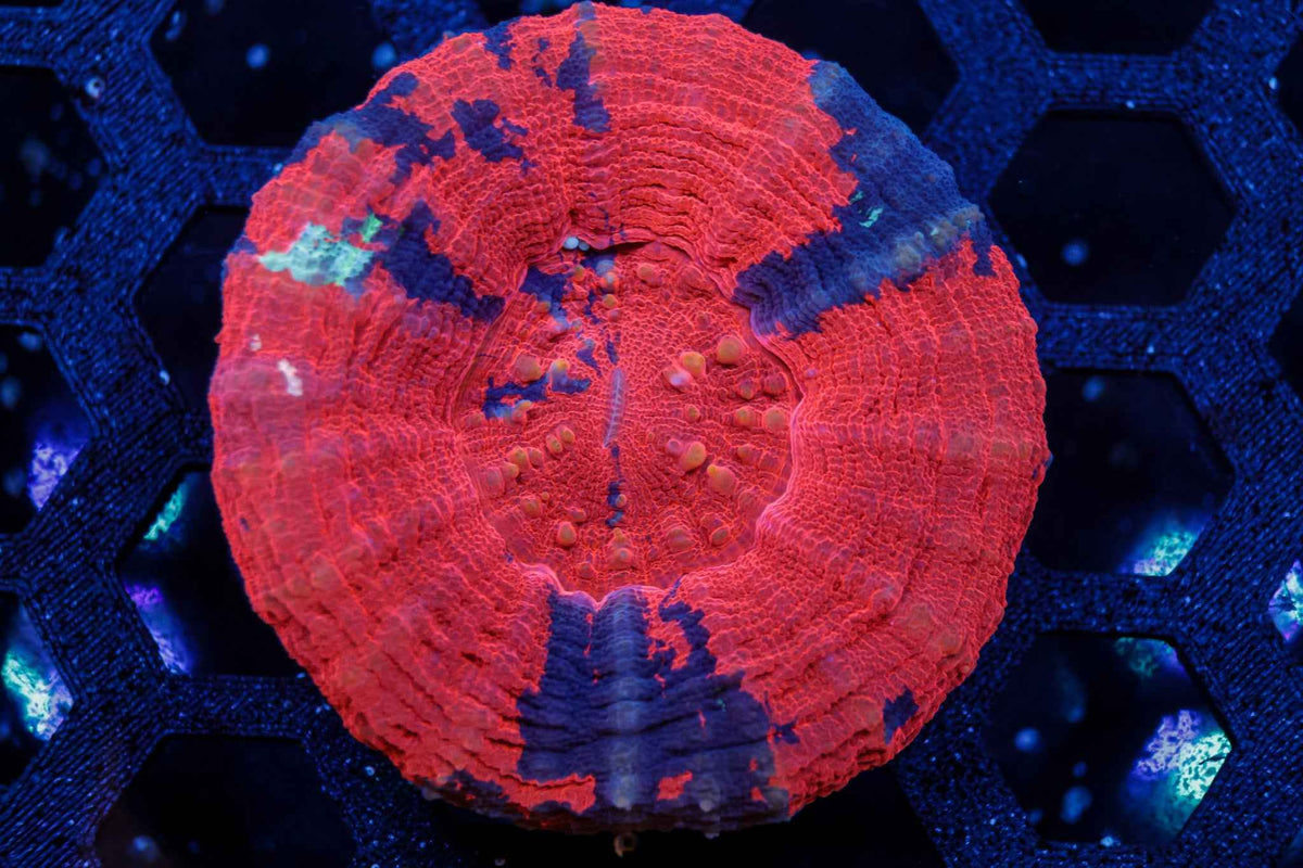 Warpaint Scolymia Coral – WYSIWYG
