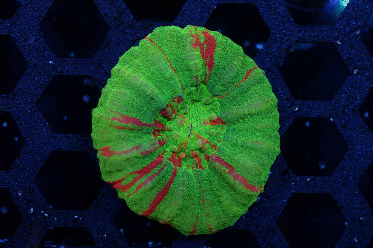 Bleeding Apple Scolymia Coral – WYSIWYG