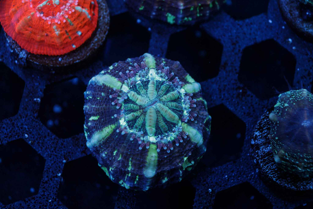 Captive Spawn Scolymia Coral – WYSIWYG #3