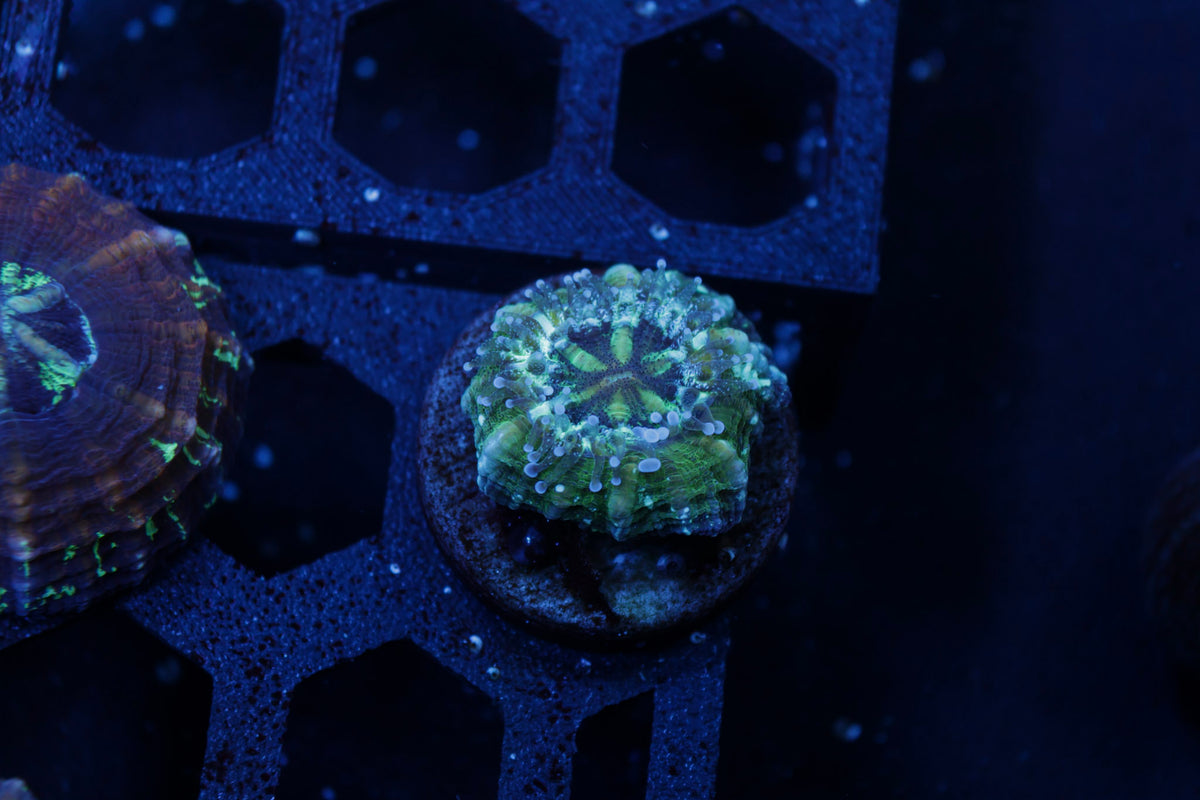 Captive Spawn Scolymia Coral – WYSIWYG #4