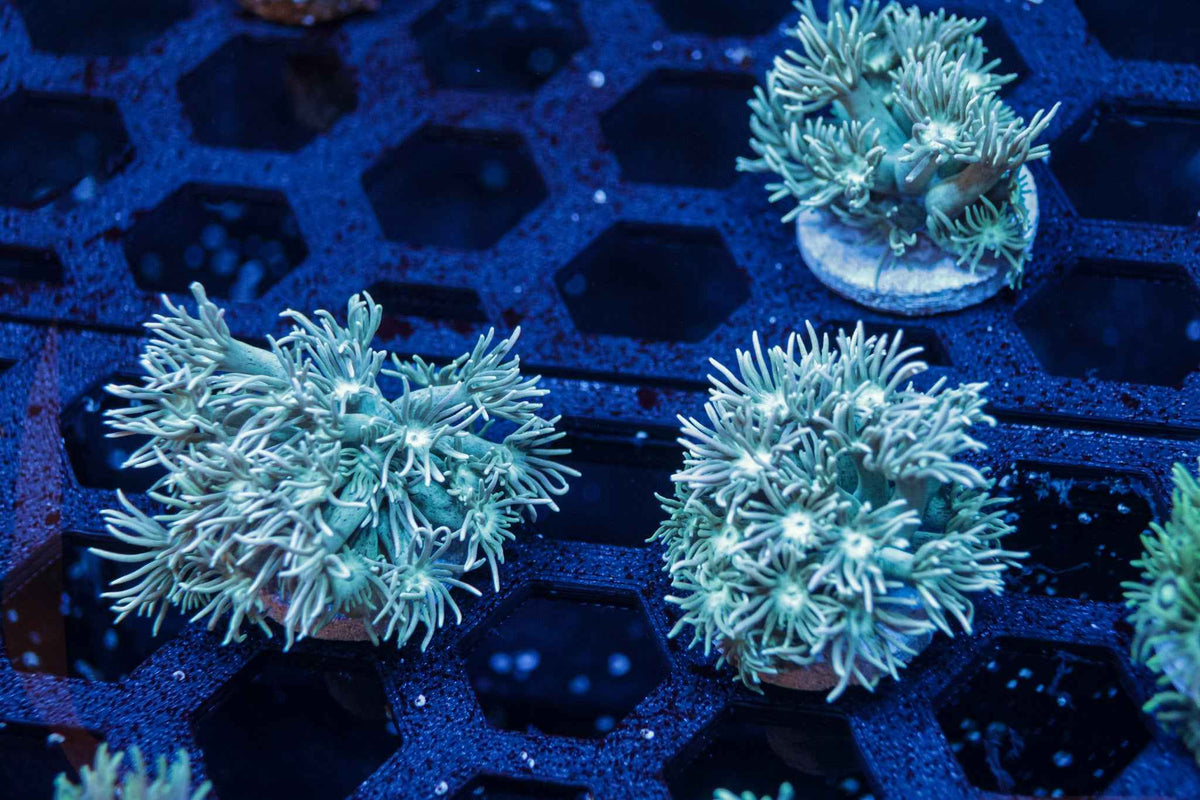 Teal Bill Goniopora Coral – Almost WYSIWYG