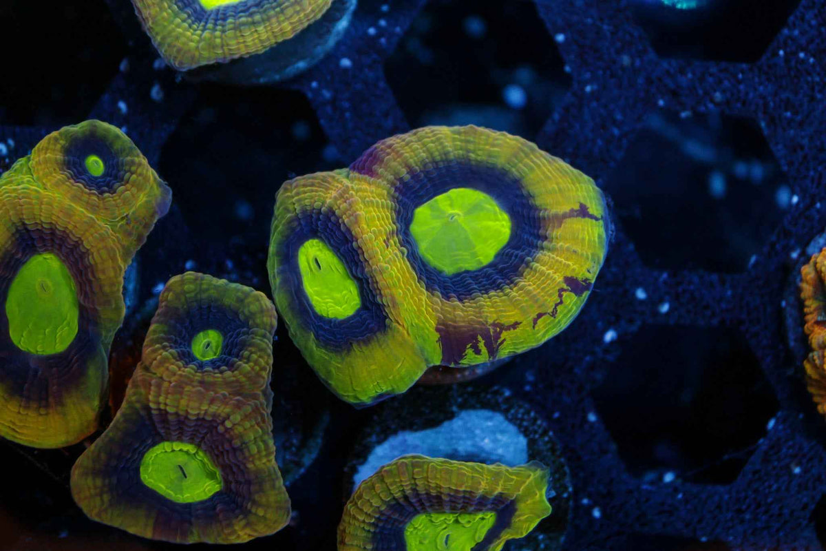 Dragon Soul Favia Coral – Almost WYSIWYG