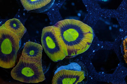 Dragon Soul Favia Coral – Almost WYSIWYG