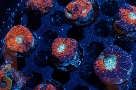 Rainbow Acan Echinata Coral – Almost WYSIWYG