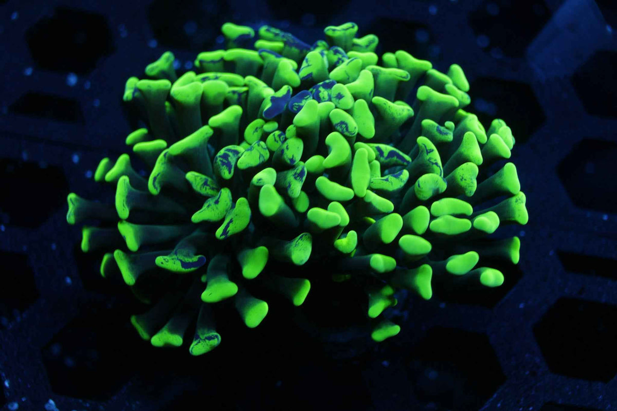 Toxic Splatter Hammer Coral – WYSIWYG #1