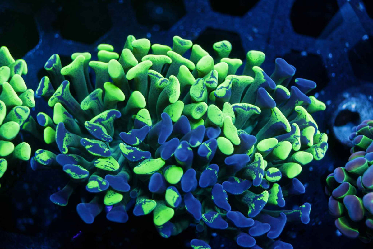 Toxic Splatter Hammer Coral – WYSIWYG #4