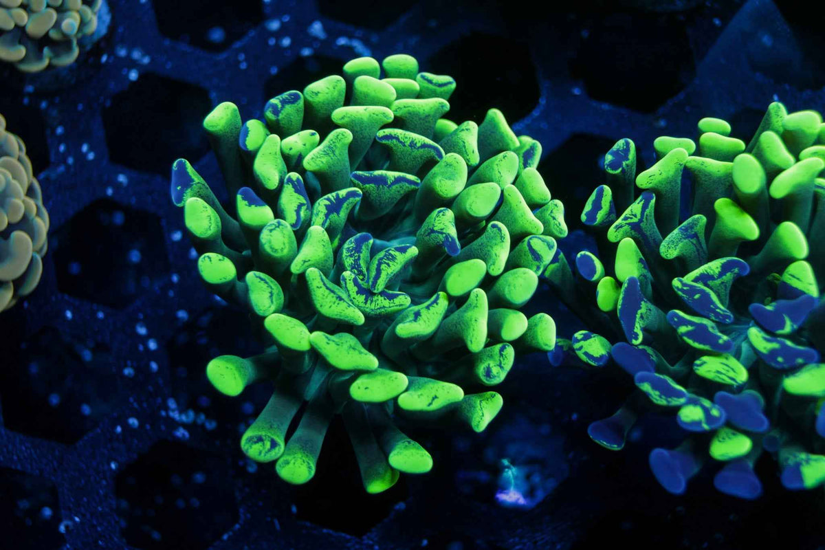 Toxic Splatter Hammer Coral – WYSIWYG #2