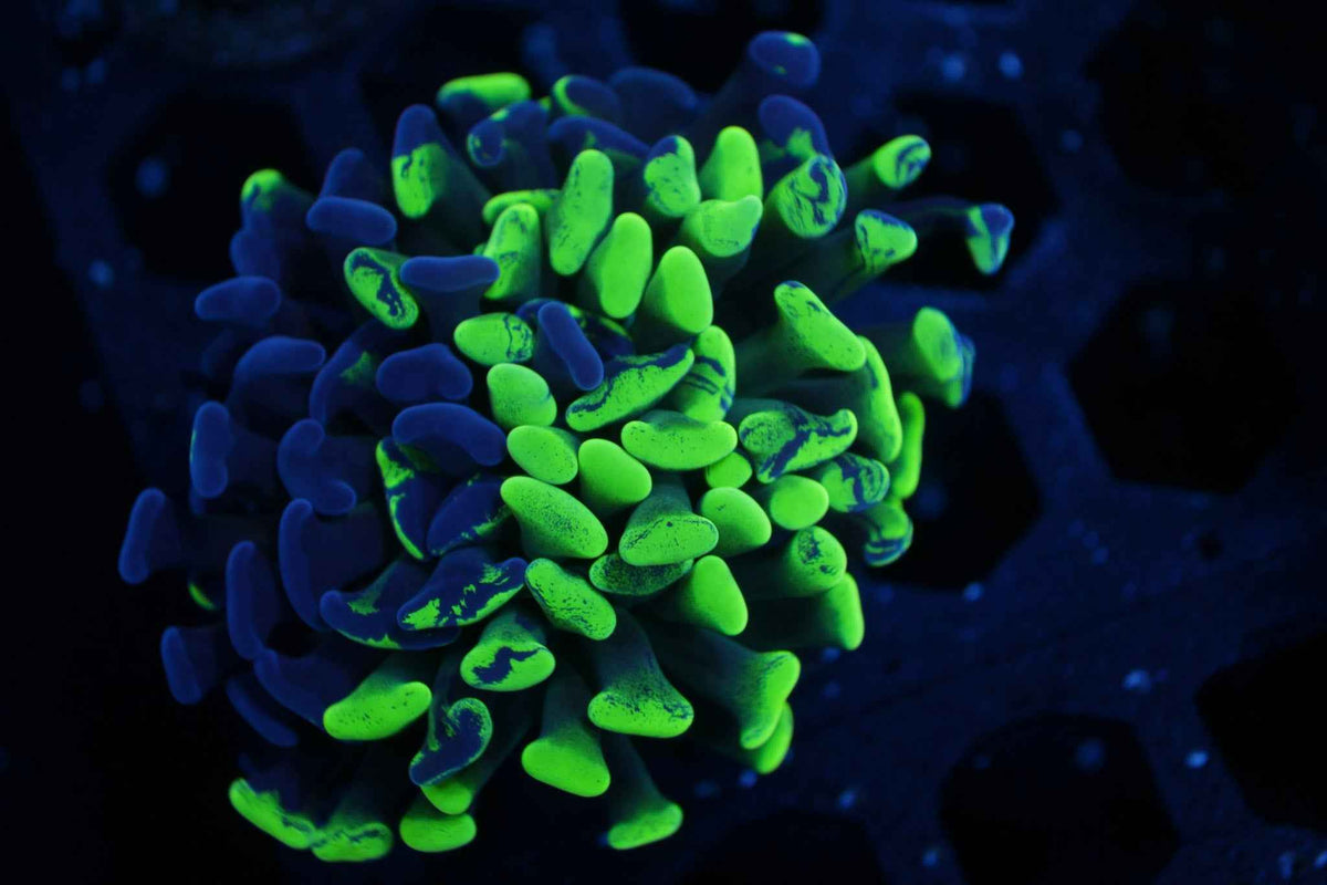 Toxic Splatter Hammer Coral – WYSIWYG #3
