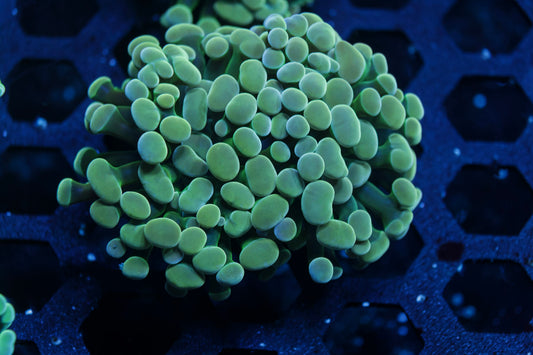 Green Stem Hammer Coral – WYSIWYG