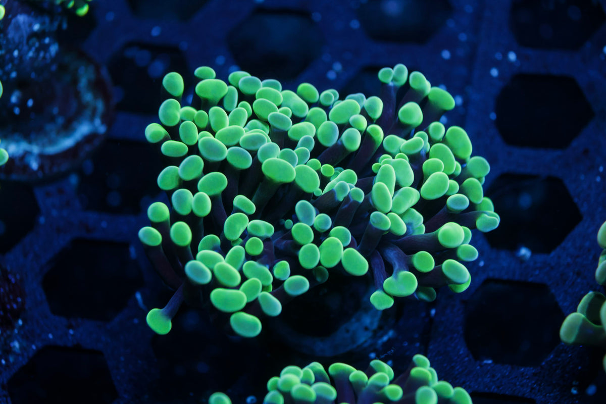 Aquacultured Green Hammer Coral – Almost WYSIWYG