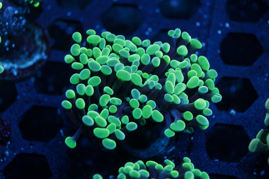 Aquacultured Green Hammer Coral – Almost WYSIWYG