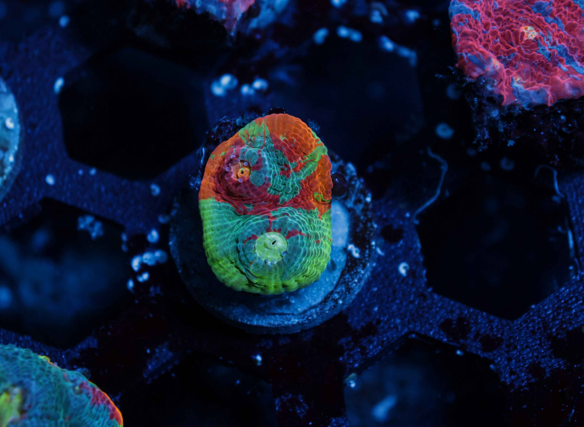 Rainbow Chalice Coral – WYSIWYG #1