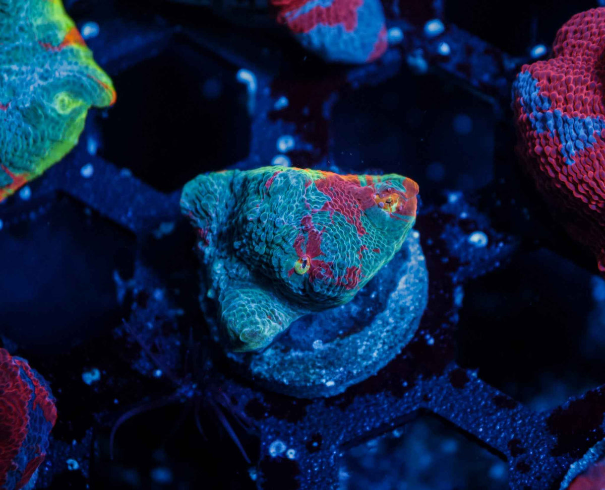 Rainbow Chalice Coral – WYSIWYG #2