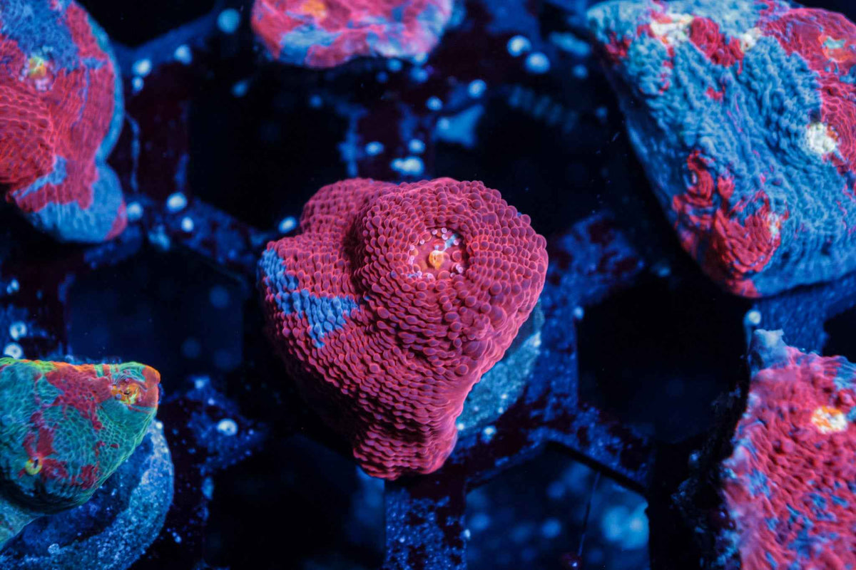 Rainbow Chalice Coral – WYSIWYG #4