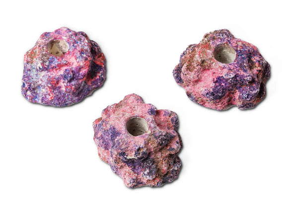 EcoRock Frag Plug Holders (9 Pack) live coral – Gem State Corals
