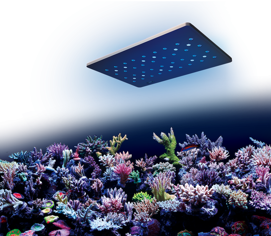 Zoox Equipment - Gem State Corals